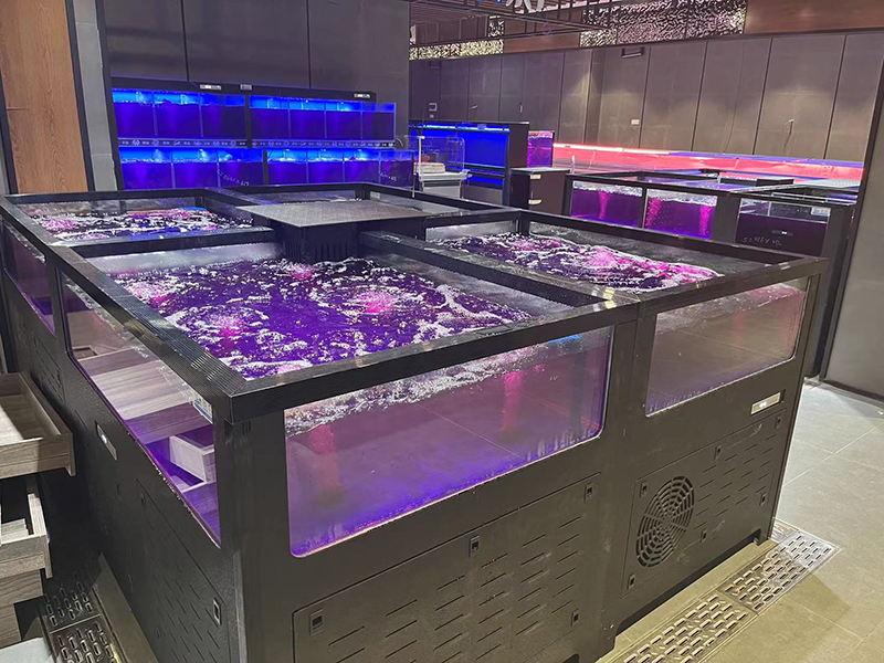 Cube seafood tank (5)